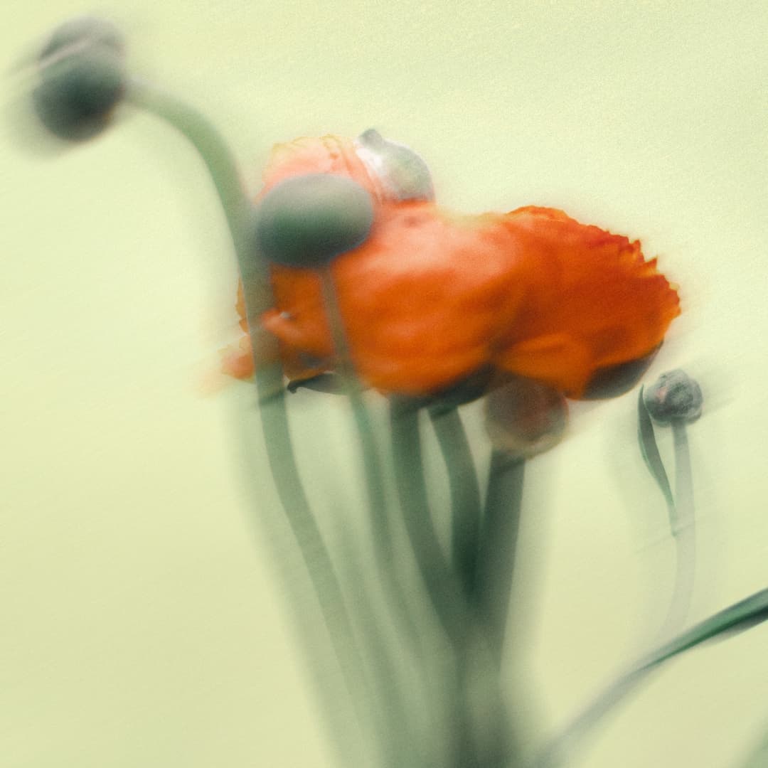 A soft photograph — an amber poppy among sage stems.